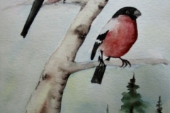 Dompfaffen-Birke-aquarell