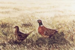 Fasane-aquarell