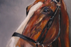Pferd-öl
