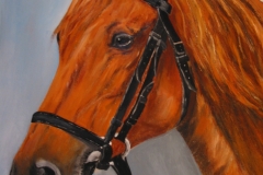 Pferd-Potrait-braun-öl