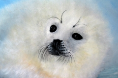 Robbe-acryl